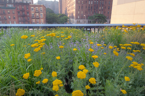 Highline Park Flowers
