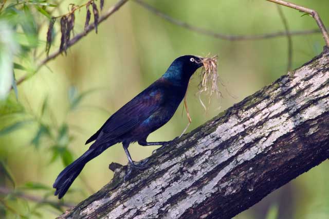 Even Grackles Fall in Love