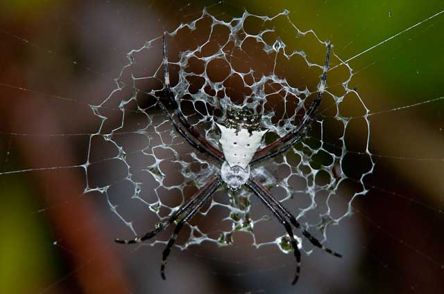 La Selva Spider