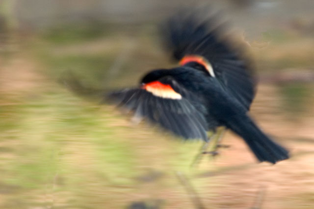 Redwinged Blackbird