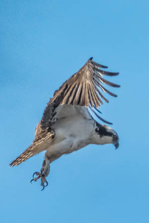 Hovering Osprey