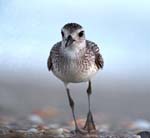 Plover Front