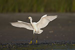 Snowly Egret Landing